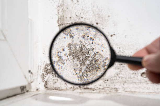 Mold Remediation for Rental Properties in Leavenworth, KS